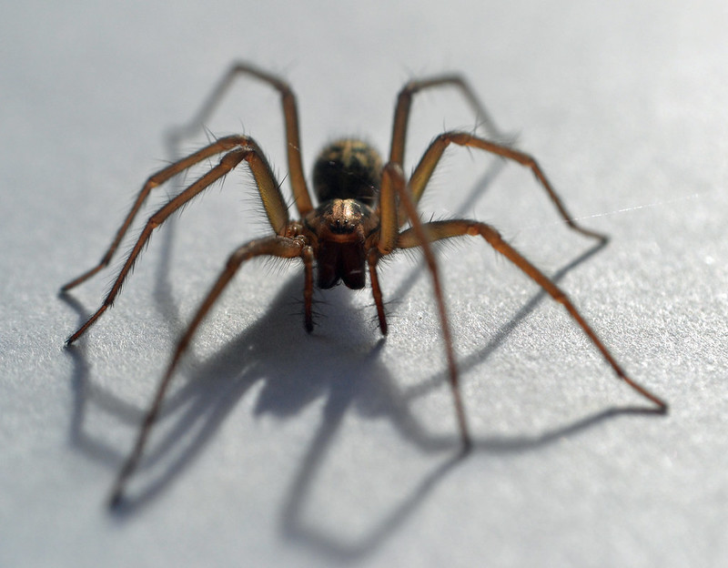 Spider in the Bath